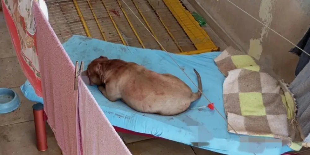 Veterinário aplicou dardo tranquilizante no cachorro