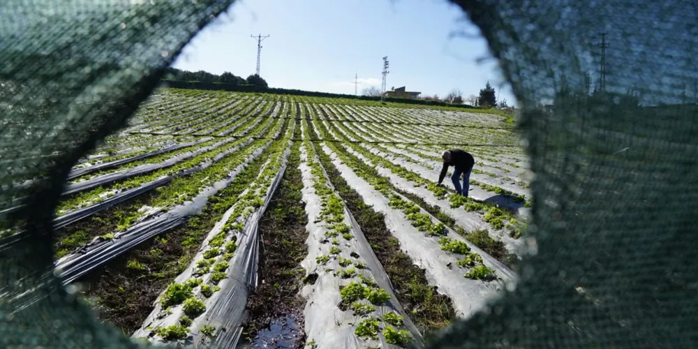 Expectativa do setor agropecuário se confirma com novo recorde nominal de recursos no Plano Safra 2026/27, apesar de restrições fiscais limitarem o teto dos investimentos