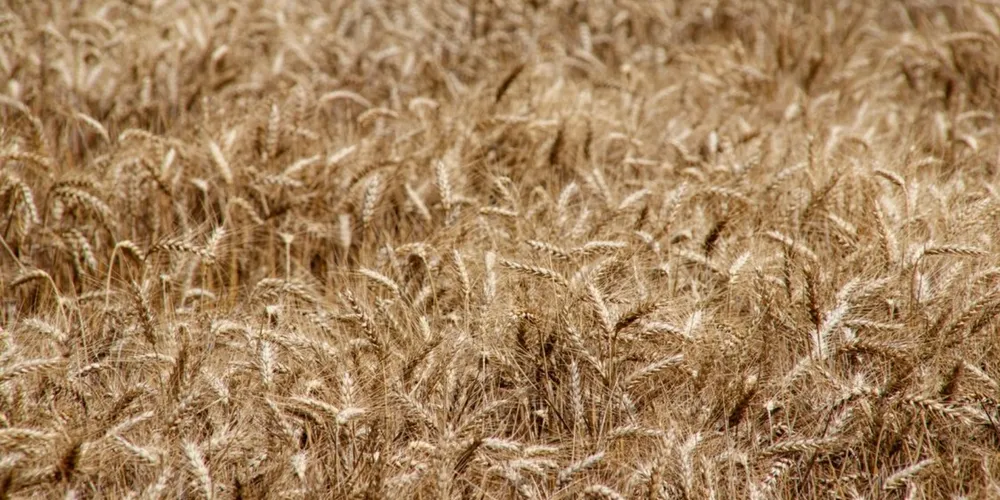 Produtores paranaenses estão preocupados com a possível chegada do El Niño