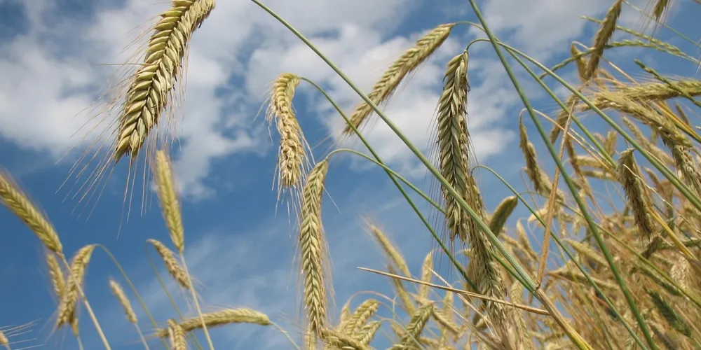 No Brasil, Conab projeta quebra de 20% na produção nacional