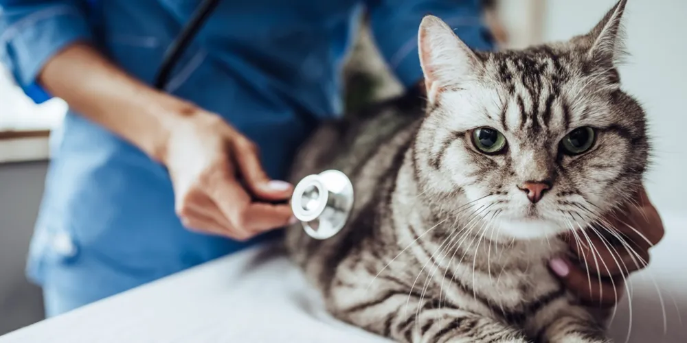 O chamamento público tem como objetivo estruturar um espaço voltado ao atendimento médico-veterinário gratuito para cães e gatos