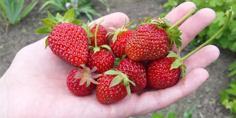 Cultivo protegido de morango em Campo Largo adota técnicas de controle biológico e boas práticas de higiene para garantir frutas sem resíduos químicos