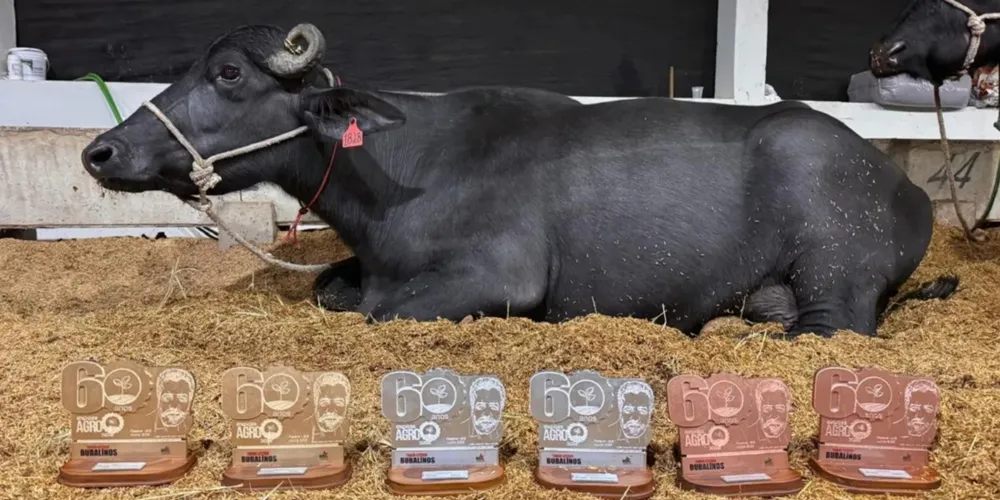 A búfala Serena exibe as premiações obtidas após alcançar a marca histórica de 40,250 kg de leite em um único dia