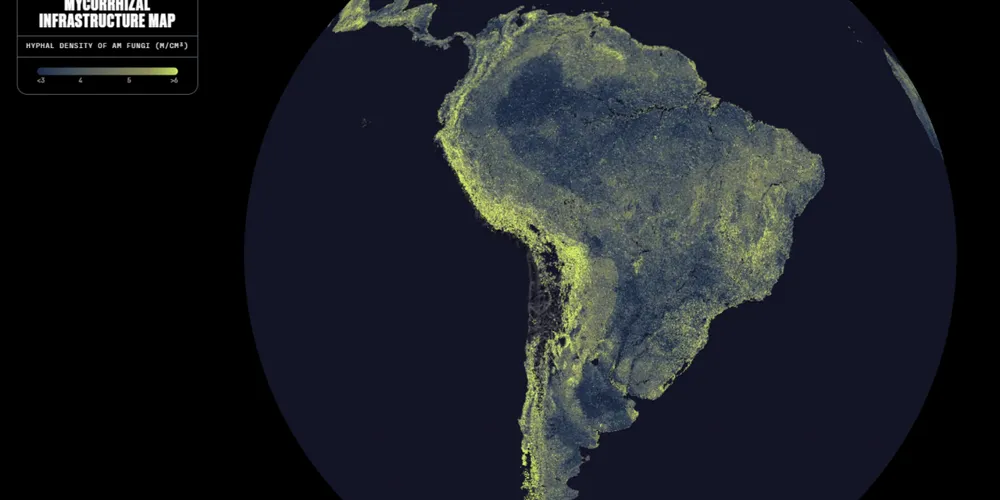 O mapa elaborado pelo estudo, disponível no site da SPUN, revela regiões de maior e menor densidade do fungos, essenciais para a vida na Terra