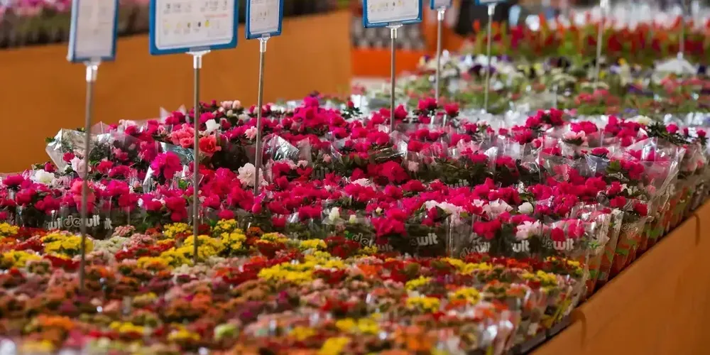 Entre as flores de corte, as mais procuradas para a data seguem sendo rosas, alstroemérias, lírios, cravos, statices e gypsophilas