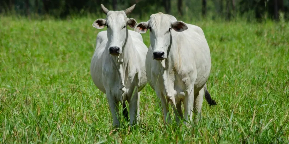 Sistema FAEP oficializa pedido ao Ministério da Agricultura para acelerar envio de relatórios sobre controle de antimicrobianos e resguardar exportações de carne