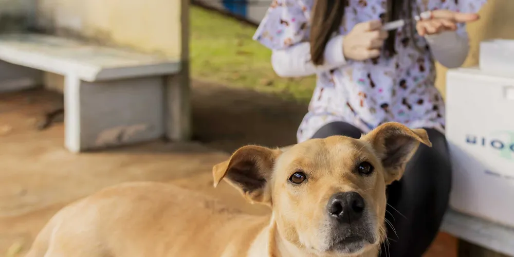 Uma equipe de voluntários do Projeto Cão Comunitário circulou pelos espaços para vacinar os cerca de 40 animais