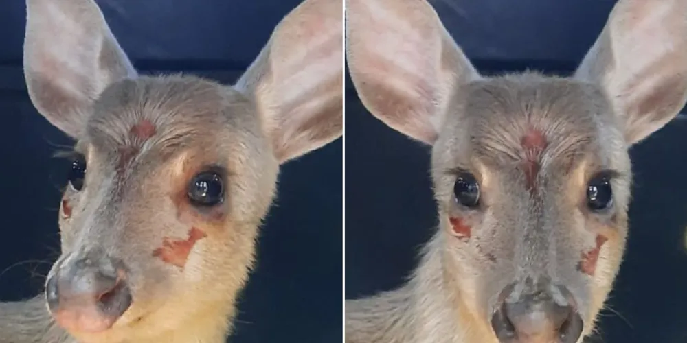 Após estar recuperado, o animal pôde voltar à natureza