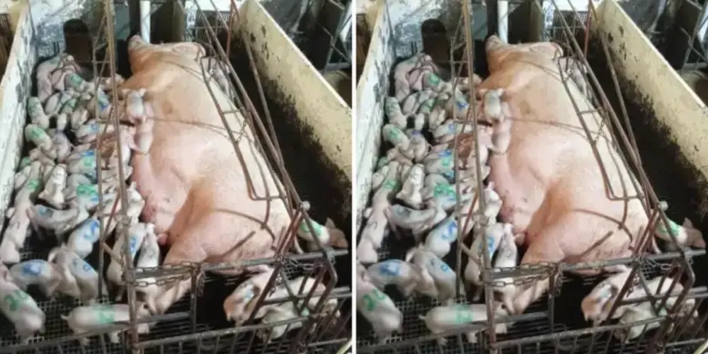 Ninhada recordista de 46 leitões na fazenda localizada em Piedade de Ponte Nova
