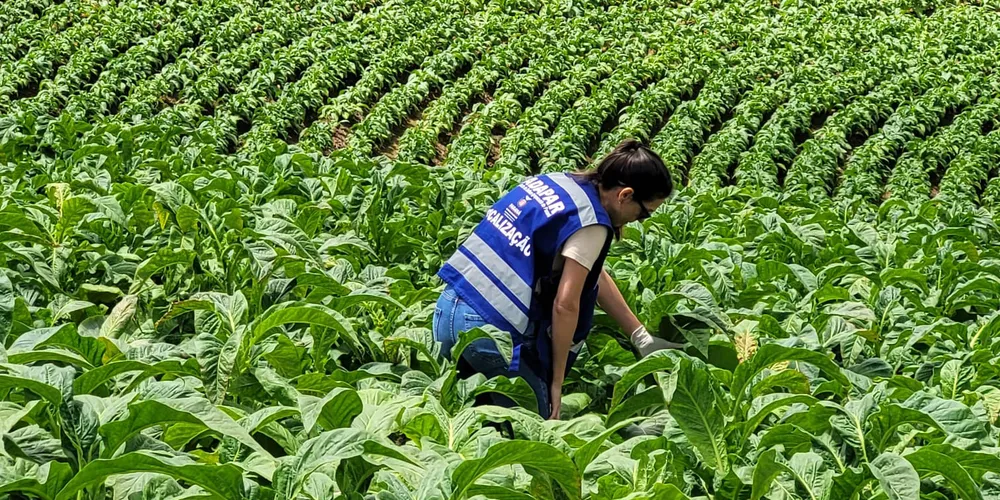 O projeto de lei estabelece duas carreiras dentro do Quadro Próprio da Agência de Defesa Agropecuária do Paraná (QPDA)