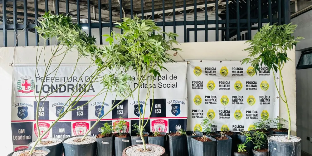 O suspeito foi encaminhado à delegacia da Polícia Civil do Paraná para os procedimentos cabíveis,