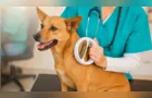 PG terá microchipagem obrigatória em animais recolhidos pelo município