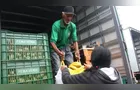 Feira Verde estará no 'Dom Bosco' e mais 9 vilas de Ponta Grossa; veja sua rua