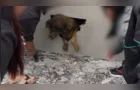 Vizinhos ouvem choro e encontram cadela dentro de parede concretada
