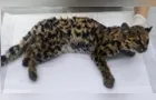 Gato-maracajá é resgatado pela Polícia Ambiental em Guarapuava