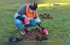 Hospital de Campo Largo ganha floresta terapêutica para auxiliar recuperação de crianças