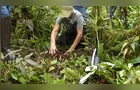 Plantio de mudas e mutirão agitam a Semana do Meio Ambiente