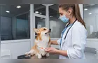 Prefeitura confirma criação de Clínica Municipal Veterinária em Ponta Grossa