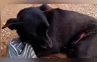 Crueldade: cachorra esfaqueada não resiste e é sacrificada em Curitiba