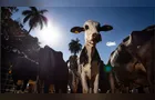 União Europeia oficializa veto à carne brasileira a partir de setembro