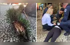 Jovem perde movimentos das pernas após ser atingida por galho em Curitiba