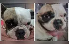 Homem saca arma, atira contra bulldog francês e foge em BH