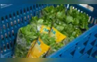 Hidroponia fomenta produção de hortaliças em Ponta Grossa