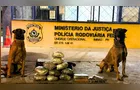 Cão Logan encontra mais de 8 kg de drogas em ônibus em Caetano Mendes