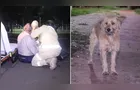 Idoso fica ferido após atropelar cachorro em Ponta Grossa