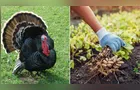 Boletim Agro destaca recorde no amendoim e exportação de peru no PR