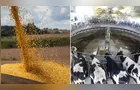 Boletim Agro destaca o leite e o complexo soja no Paraná