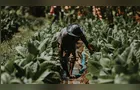 Boletim Agro destaca o crescimento no VBP dos Campos Gerais