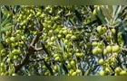 Boletim Agro revela potencial dos Campos Gerais para produção de azeite