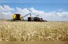 Boletim Agro mostra estratégias de mercado de moinho de PG