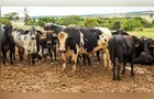 Abates de bovinos, suínos e frangos crescem no Brasil no 1º trimestre
