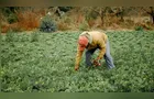Agro lidera fechamento de vagas de emprego no Brasil em abril
