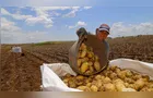 Agro lidera saldo de empregos no mês de maio em PG