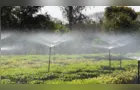 Frio e geadas exigem atenção no plantio de mudas, alerta Instituto Água e Terra