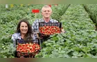 Argentina e Uruguai lideram compra do morango brasileiro