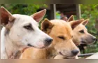 Associação de Proteção aos Animais se posiciona sobre ação judicial de afastamento da Clinicão