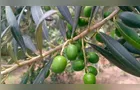 Campos Gerais é um polo promissor para cultivo de oliveiras no Paraná