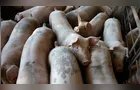 Carne suína bate recorde de exportação, mas preço do animal vivo cai
