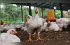 Custo de produção do frango cai no PR, mas relação de troca piora