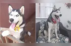 Família procura 'Hera', husky desaparecida durante temporal em PG