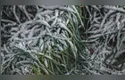 Frio e umidade dividem o cenário agrícola no Paraná
