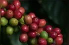 Cafés especiais brasileiros podem gerar US$ 188 milhões em negócios nos EUA