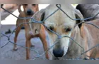 Homem denunciado por maus-tratos a três cães é condenado em Terra Roxa