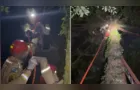 Homem fica preso em pinheiro e é resgatado por bombeiros em Imbituva