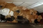 Mulher que criou 400 gatos em apartamento é indiciada por maus-tratos