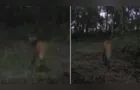 Lobo-guará é registrado pela primeira vez em monitoramento do Buraco do Padre
